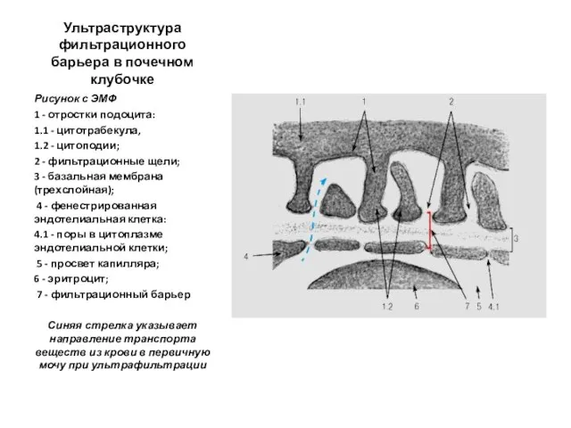 Ультраструктура фильтрационного барьера в почечном клубочке Рисунок с ЭМФ 1