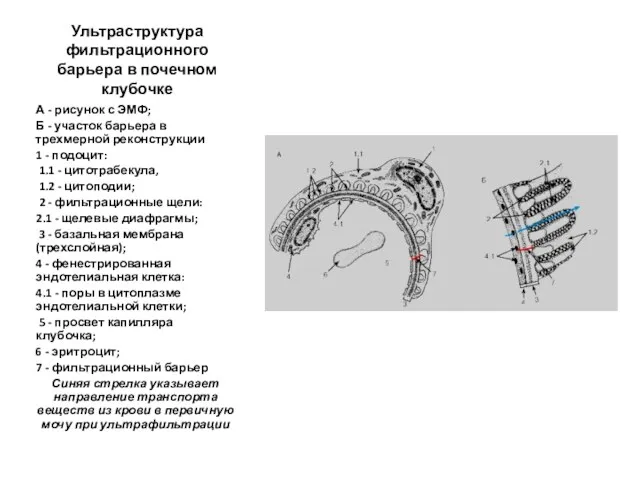 Ультраструктура фильтрационного барьера в почечном клубочке А - рисунок с