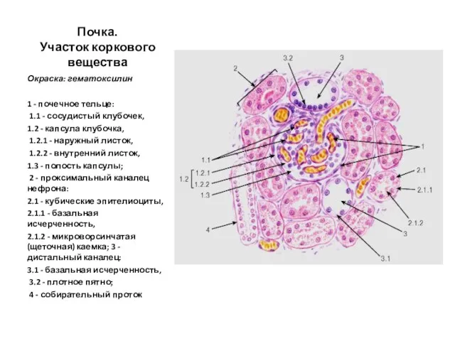 Почка. Участок коркового вещества Окраска: гематоксилин 1 - почечное тельце: