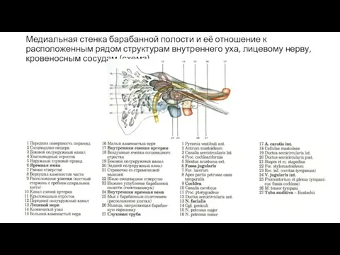 Медиальная стенка барабанной полости и её отношение к расположенным рядом структурам внутреннего уха,