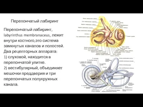 Перепончатый лабиринт Перепончатый лабиринт, labyrinthus membranaceus, лежит внутри костного,это система замкнутых каналов и