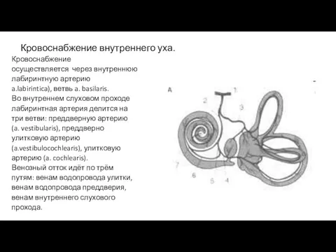 Кровоснабжение внутреннего уха. Кровоснабжение осуществляется через внутреннюю лабиринтную артерию a.labirintica), ветвь a. basilaris.