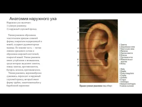 Анатомия наружного уха Наружное ухо включает: 1) ушную раковину; 2) наружный слуховой проход.