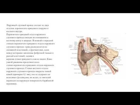 Наружный слуховой проход состоит из двух отделов: перепончато-хрящевого снаружи и костного внутри. Перепончато-хрящевой