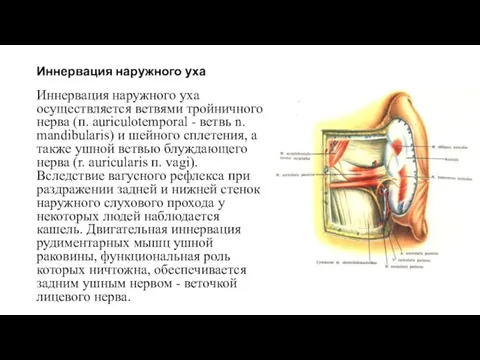 Иннервация наружного уха Иннервация наружного уха осуществляется ветвями тройничного нерва (п. auriculotemporal -