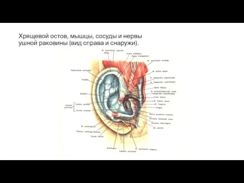 Хрящевой остов, мышцы, сосуды и нервы ушной раковины (вид справа и снаружи).