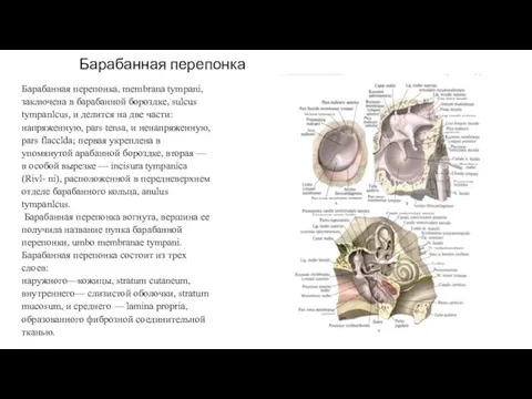 Барабанная перепонка Барабанная перепонка, membrana tympani, заключена в барабанной бороздке,