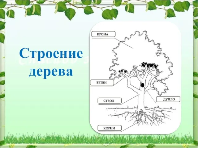 Строение дерева