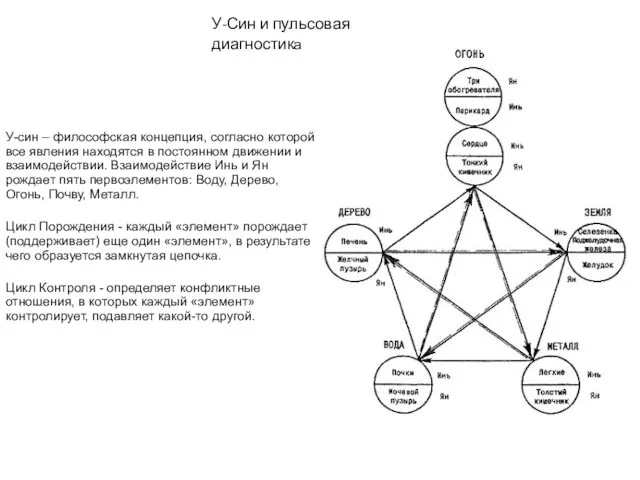 У-Син и пульсовая диагностика У-син – философская концепция, согласно которой