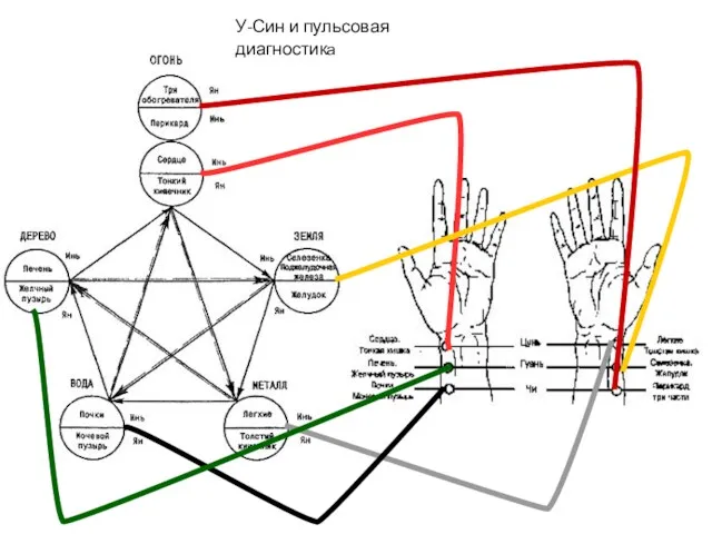 У-Син и пульсовая диагностика