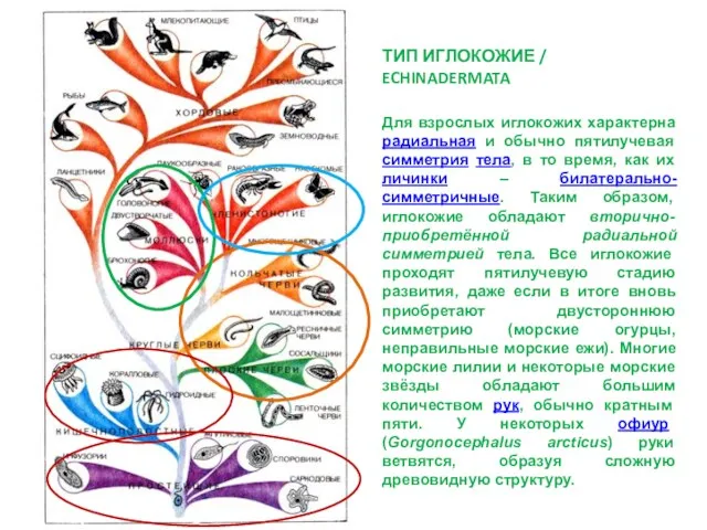 Для взрослых иглокожих характерна радиальная и обычно пятилучевая симметрия тела,