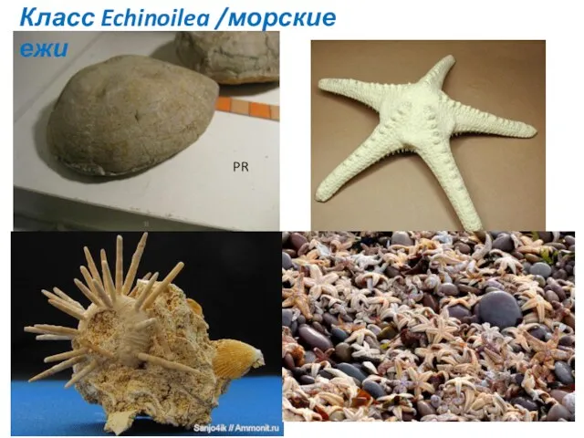 PR Класс Echinoilea /морские ежи