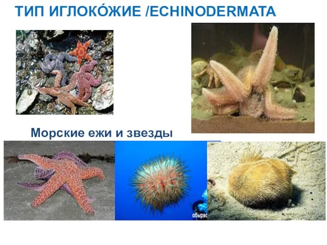 ТИП ИГЛОКО́ЖИЕ /ECHINODERMATA Морские ежи и звезды