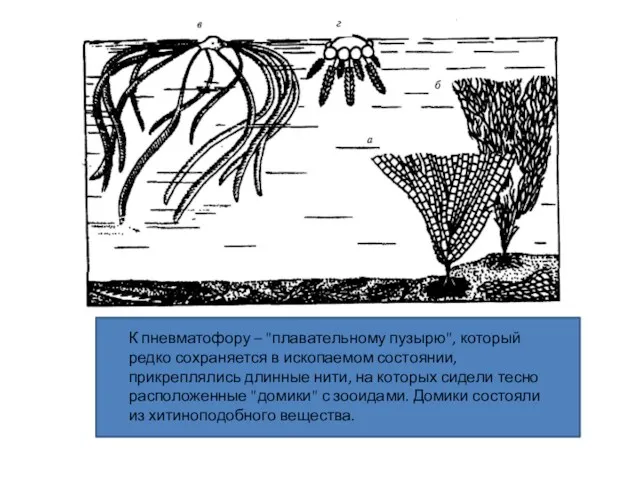 К пневматофору – "плавательному пузырю", который редко сохраняется в ископаемом