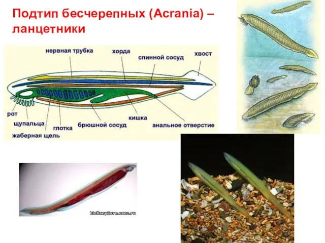 Подтип бесчерепных (Acrania) – ланцетники