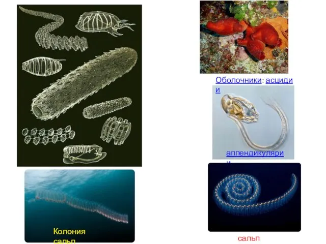 Оболочники: асцидии аппендикулярии сальпы Колония сальп