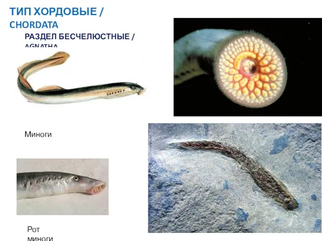 ТИП ХОРДОВЫЕ / CHORDATA Рот миноги РАЗДЕЛ БЕСЧЕЛЮСТНЫЕ / AGNATHA Миноги