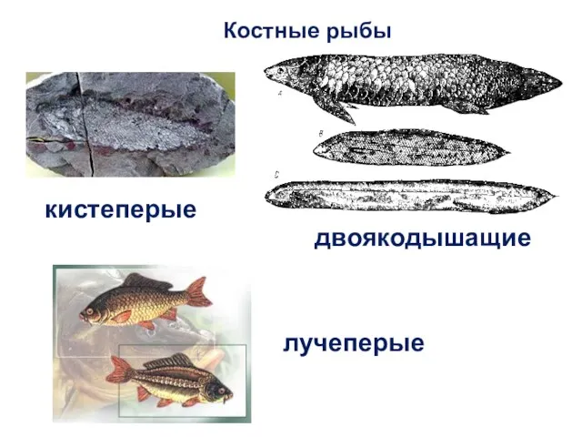 Костные рыбы кистеперые двоякодышащие лучеперые