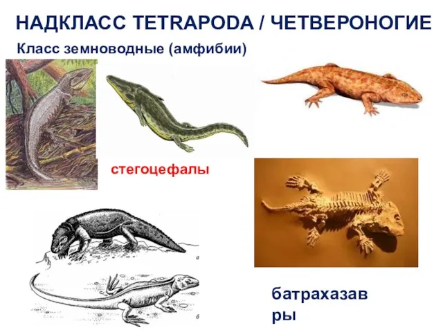 НАДКЛАСС TETRAPODA / ЧЕТВЕРОНОГИЕ Класс земноводные (амфибии) стегоцефалы батрахазавры