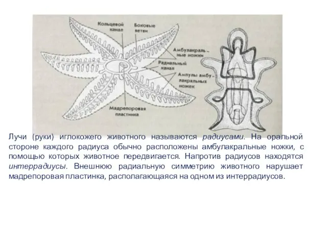 Лучи (руки) иглокожего животного называются радиусами. На оральной стороне каждого