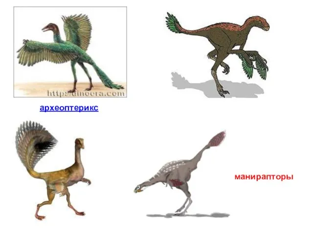 археоптерикс манирапторы