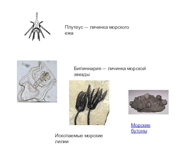 Плутеус — личинка морского ежа Бипиннария — личинка морской звезды Морские бутоны Ископаемые морские лилии