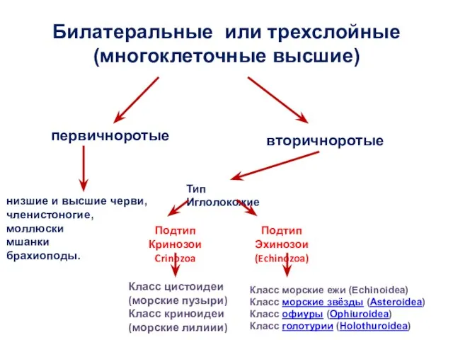 низшие и высшие черви, членистоногие, моллюски мшанки брахиоподы. Билатеральные или