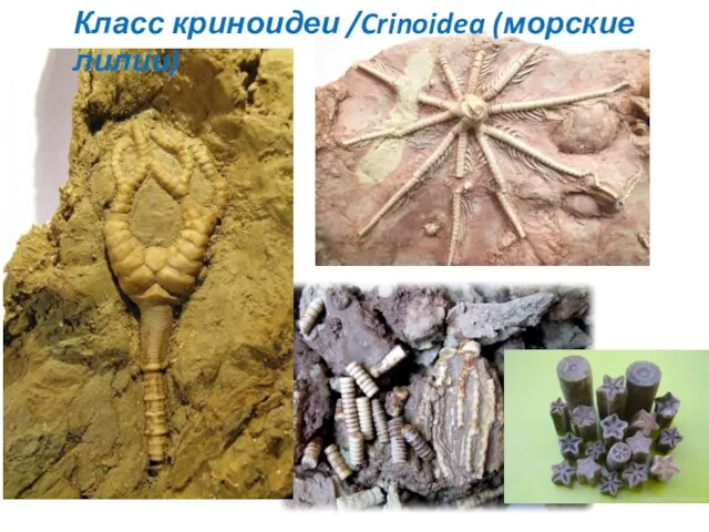 Класс криноидеи /Crinoidea (морские лилии)