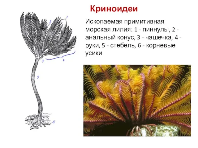 Ископаемая примитивная морская лилия: 1 - пиннулы, 2 - анальный