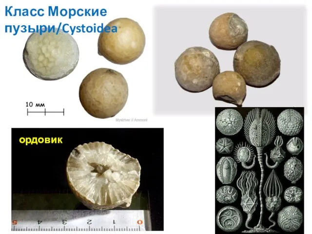 ордовик Класс Морские пузыри/Cystoidea ордовик