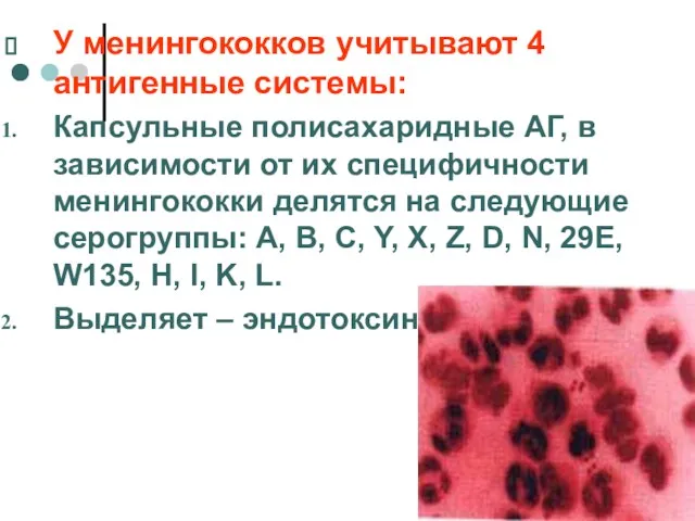 У менингококков учитывают 4 антигенные системы: Капсульные полисахаридные АГ, в зависимости от их