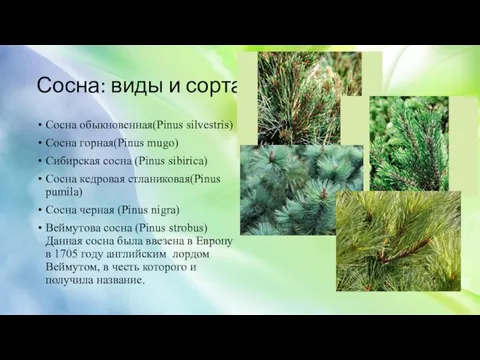 Сосна: виды и сорта Сосна обыкновенная(Pinus silvestris) Сосна горная(Pinus mugo)