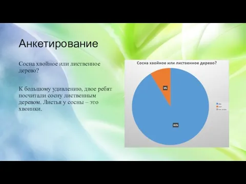 Анкетирование Сосна хвойное или лиственное дерево? К большому удивлению, двое