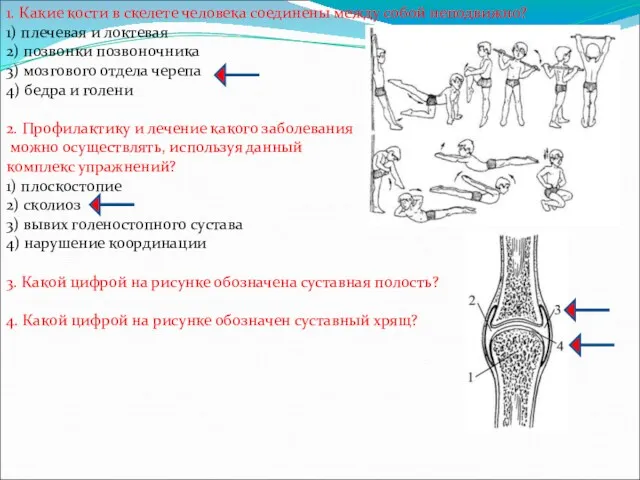 1. Какие кости в скелете человека соединены между собой неподвижно?