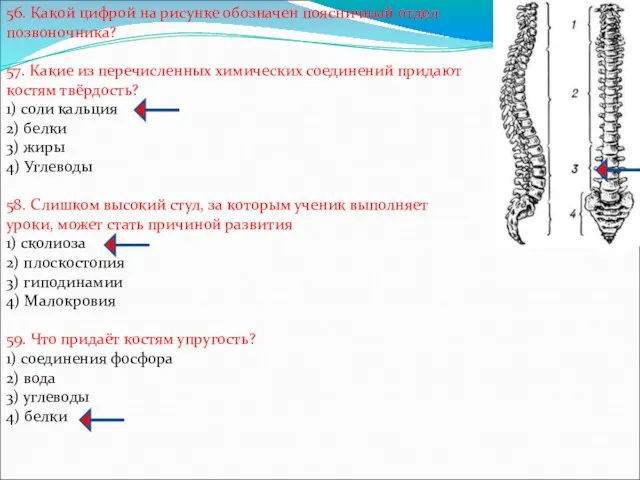 56. Какой цифрой на рисунке обозначен поясничный отдел позвоночника? 57.