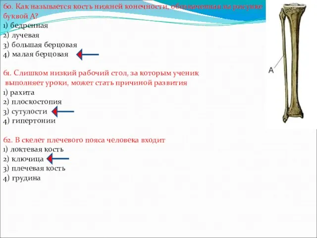 60. Как называется кость нижней конечности, обозначенная на рисунке буквой