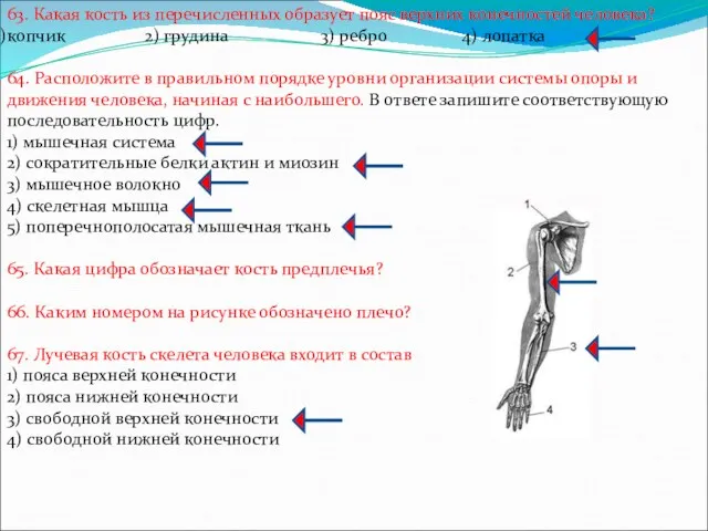 63. Какая кость из перечисленных образует пояс верхних конечностей человека?