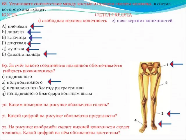 68. Установите соответствие между костью и отделом скелета человека, в