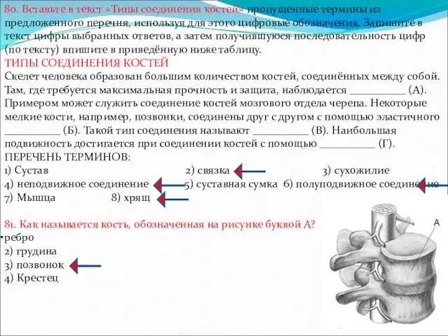 80. Вставьте в текст «Типы соединения костей» пропущенные термины из