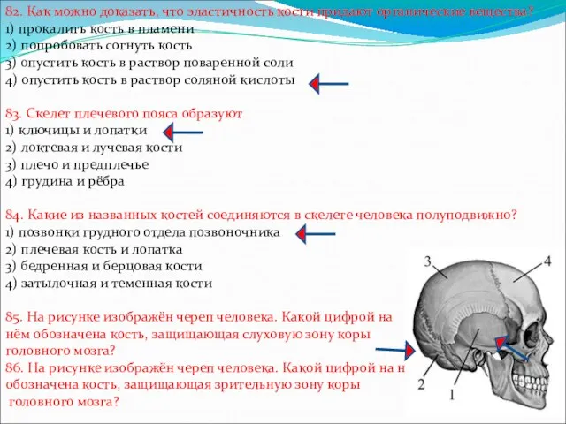 82. Как можно доказать, что эластичность кости придают органические вещества?