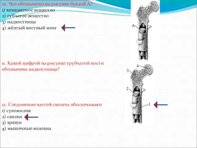 10. Что обозначено на рисунке буквой А? 1) компактное вещество