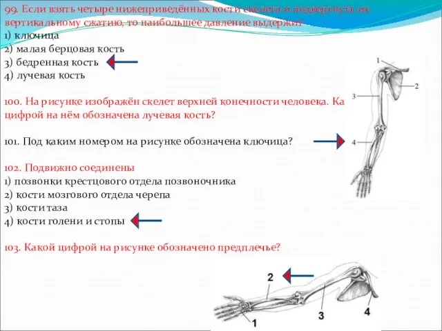 99. Если взять четыре нижеприведённых кости скелета и подвергнуть их