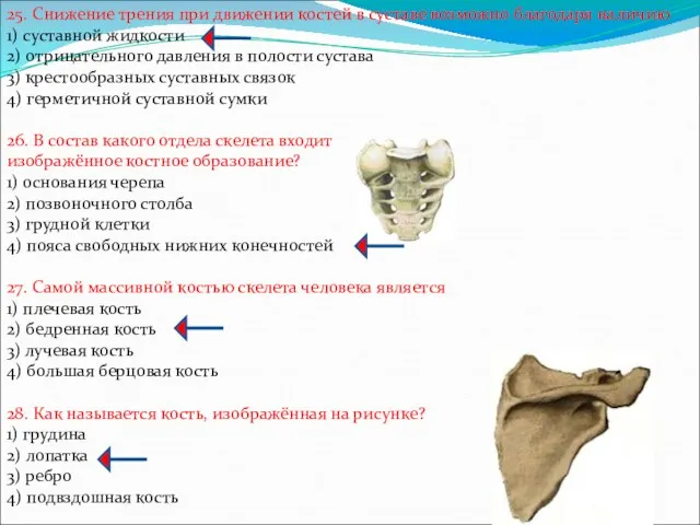 25. Снижение трения при движении костей в суставе возможно благодаря