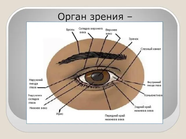 Орган зрения – глаз