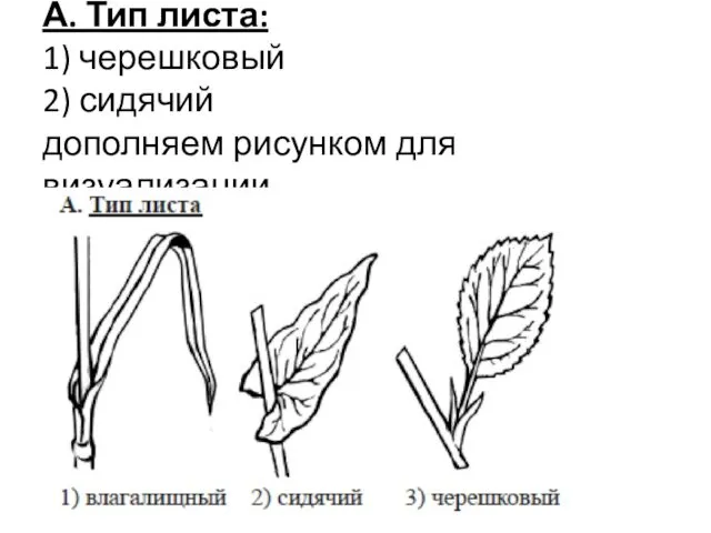 А. Тип листа: 1) черешковый 2) сидячий дополняем рисунком для визуализации