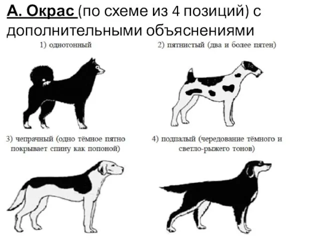 А. Окрас (по схеме из 4 позиций) с дополнительными объяснениями