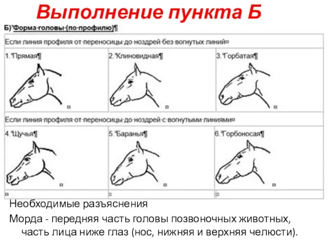 Выполнение пункта Б Необходимые разъяснения Морда - передняя часть головы