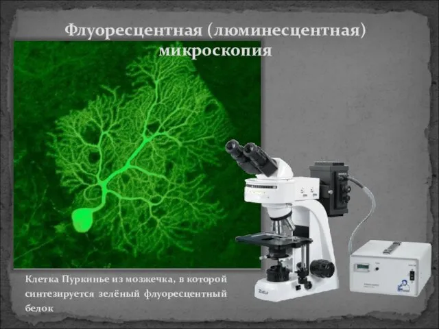 Флуоресцентная (люминесцентная) микроскопия Клетка Пуркинье из мозжечка, в которой синтезируется зелёный флуоресцентный белок