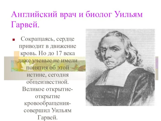 Английский врач и биолог Уильям Гарвей. Сокращаясь, сердце приводит в