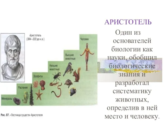 АРИСТОТЕЛЬ Один из основателей биологии как науки, обобщил биологические знания